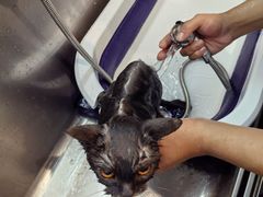 -PETKIT小佩宠物·低压洗护(国顺东路店)