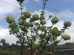 -许家山