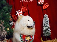 -超宠爱宠物摄影-Super pet