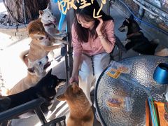 -柴犬高等学院·狗咖·柴犬售卖·宠物训练