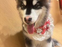 -喵小馆·猫咖狗咖猪咖·饮品店