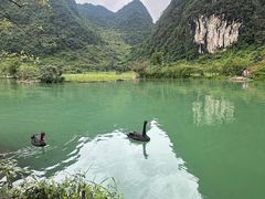 -靖西鹅泉风景区