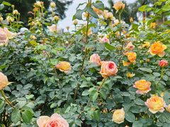 -人民公园(罗湖区)