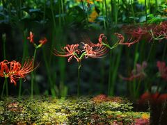 -杭州植物园