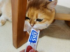 -藏猫猫咖啡主题馆(中央大道店)