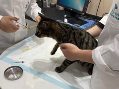 -派特宠物医院(圆融广场店)