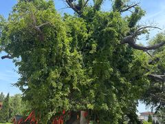 -大槐树寻根祭祖园