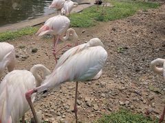 -吉隆坡雀鸟公园