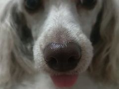 -FAELING PETS美天灵宠物(富力广场店)