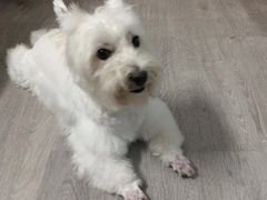 -PETKIT 小佩宠物·低压洗护·美容·寄养(安远店)