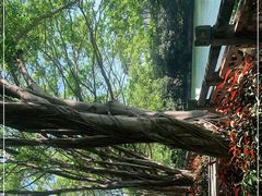 -深圳龙潭公园