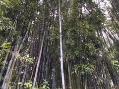 -红山村