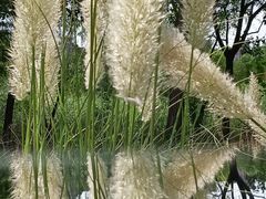 -泰煌鸡·上海白斩鸡·鸡汤面(万航店)