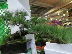 -东南花都花博园