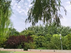 -大兴滨河森林公园