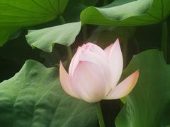 -四川大学(华西校区)