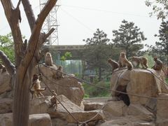 -西安秦岭野生动物园