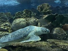 -上海海洋水族馆