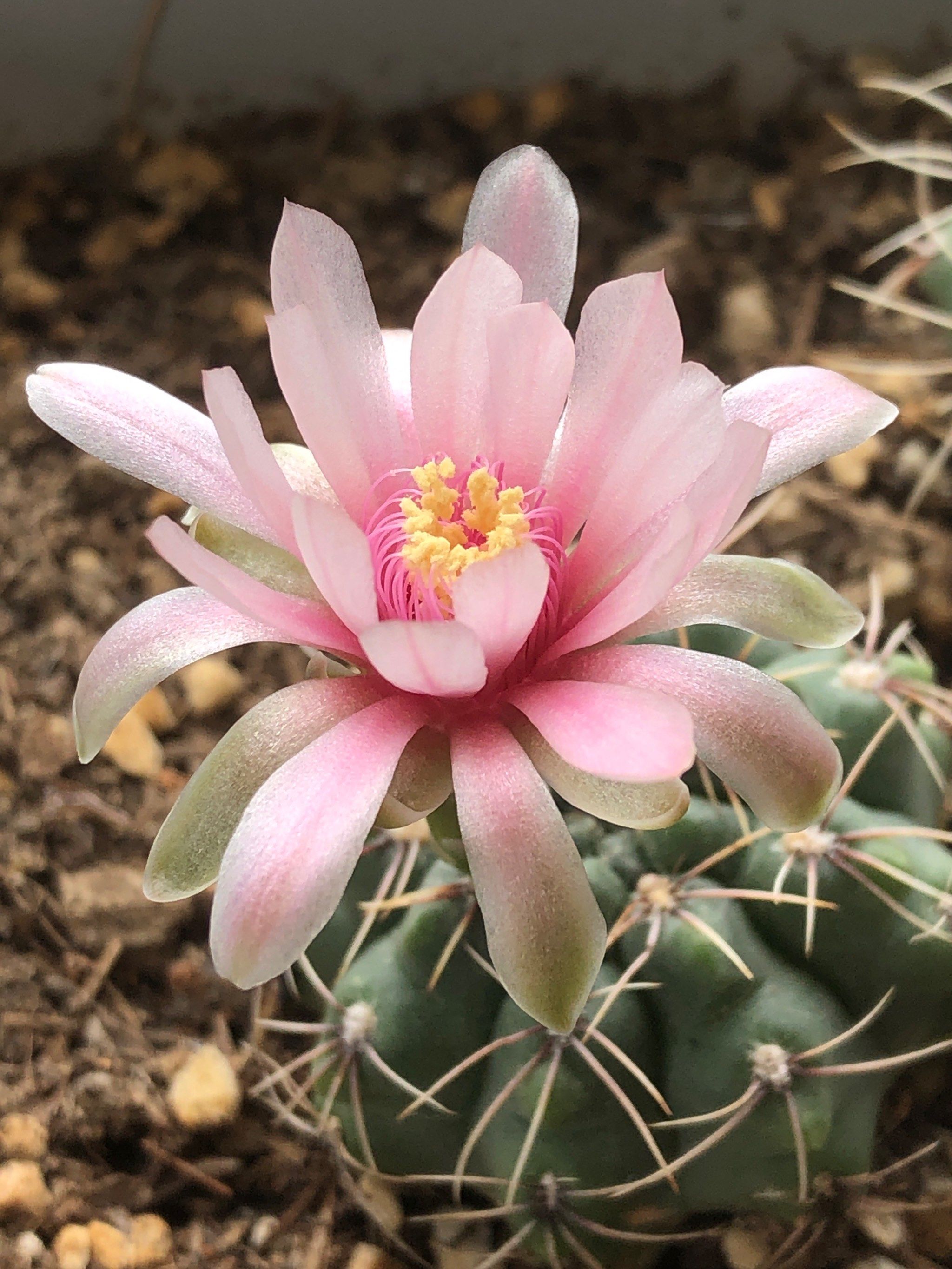 天天领红包夏日的绯花玉仙人球开花啦大家