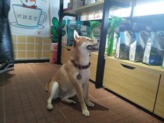 -柴犬高等学院·狗咖·柴犬售卖·宠物训练