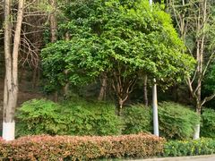 -铁山坪森林公园