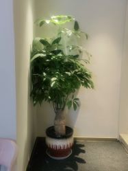 -苑苑vbeauty科技美容SPA