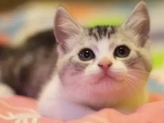 iphone_upload_pic-Bastet sally猫舍购宠(静安店)