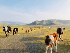 -塞罕坝国家级自然保护区