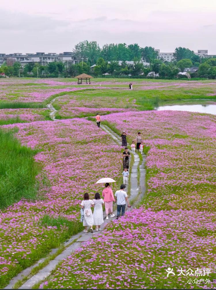 湘湖花海香田花期表图片