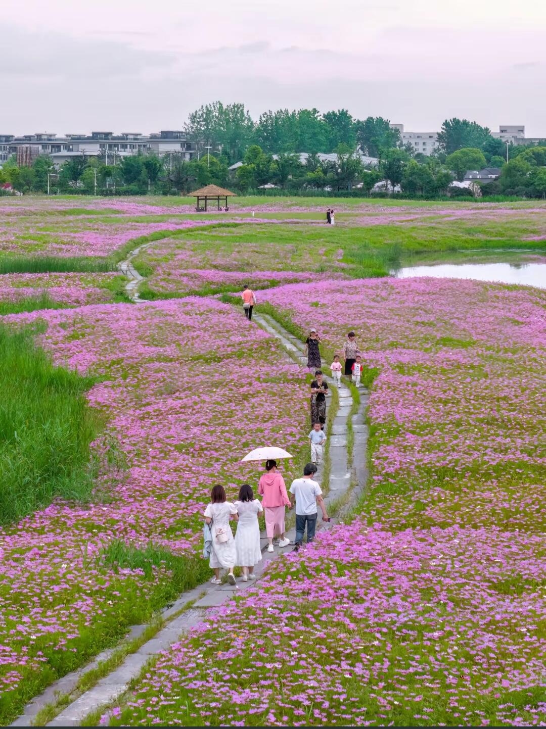 湘湖花海香田花期表图片