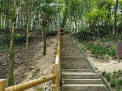 -上海佘山国家森林公园天马山园