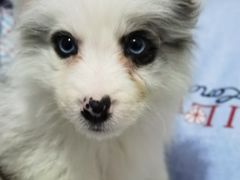 -翊宠yipet猫狗购宠庄园犬舍•猫舍