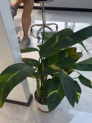 -吉艺心专业美发造型