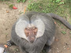 -西霞口神雕山野生动物世界