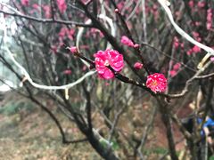 -灵栖洞天