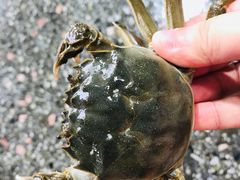 -霞涌市场海鲜摆卖区