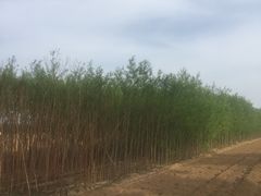 -波浪谷
