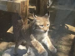 -青藏高原野生动物园