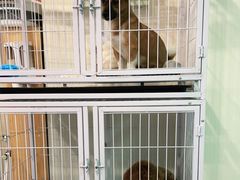 -宠物梦想家(日月豪庭店)