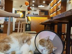 -喵园·猫主题咖啡厅·撸猫·猫咖(国贸店)