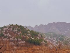 -康陵正德春饼宴26号