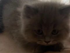 -瑞派先诺宠物医院•猫专科•普外科•中兽医(佛山院)
