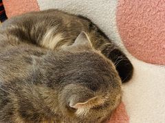 -猫咪派对(江南西店)