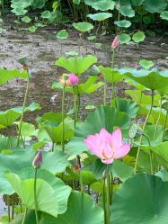 -大望京儿童游乐场