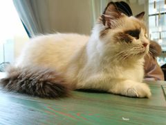 -喵喵咪呀布偶猫咖(春熙路店)