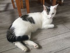 -海边的猫和咖啡馆