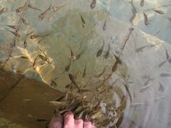 -崇阳三特浪口温泉