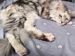 -宠爱国际动物医院·消化内科·心肾内科·ISFM猫友好(望京店)