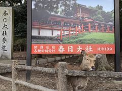 -奈良公园