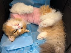 -瑞派·关忠动物医院·猫专科·犬专科(三环新城店)